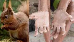 Juudaan