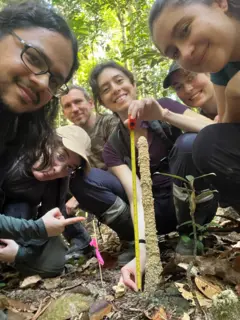 Várias pessoas na mata ao lado de uma torre de cigarra. Uma pessoa usa uma fita métrica para medi-la