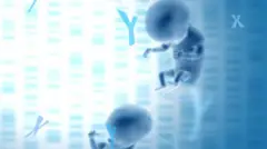 Awọn eroja atọ meji, X ati Y, to n luwẹ lati pade ẹyin inu obinrin