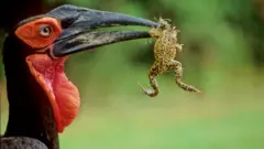 Huummoo raacha nyaatu
