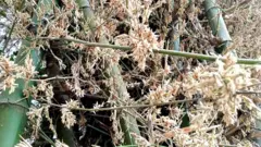 দিনাজপুরের একটি বাঁশ ঝাড়ে ফুল ফুটেছে।