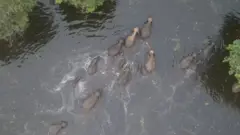 ዝሕምብሱ ሓራምዝ