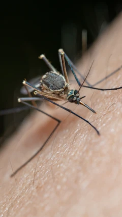 બીબીસી ગુજરાતી