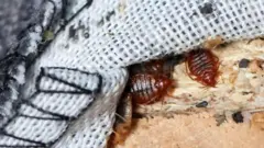 నల్లుల సమస్య