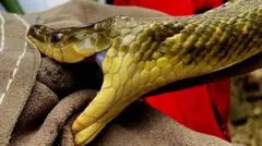 उद्धार गर्न लागिएको गोमन सर्प