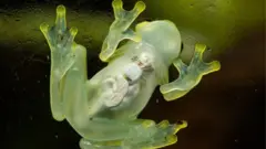 Grenouille de cristal.