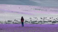 아타카마 사막의 보라색 꽃밭에 서 있는 여자아이