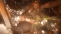 OKUNRIN TO JONA NINU MOTO