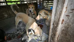 आवारा कुत्तों पर सुप्रीम कोर्ट