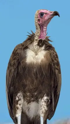 Foto of vulture