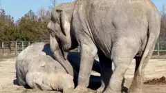 Slonica tuguje za prijateljicom