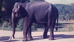 Manike, the youngest female elephant