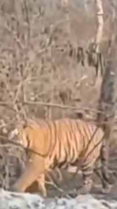 காணொளி: எரிந்து சாம்பலான காட்டின் வழியே சென்ற புலி