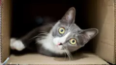 Gato dentro de uma caixa de papelão