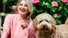 వీధి కుక్కలు