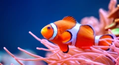 Bir palyaço balığı, parlak mavi denizde mercan resifleri arasında yüzüyor