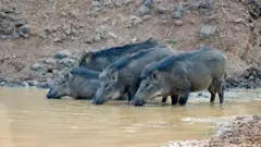 காட்டுப்பன்றிகள் - கோப்புப்படம்.