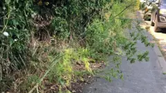 Mmea wa hemlock, ambao unaweza kuua mtu ukimezwa, hupatikana kwenye njia ya kawaida ya shule ya watoto katika mji wa Uingereza wa Suffolk.