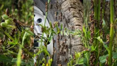 Кыргызстанда быйыл чегиртке көп