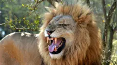 சிங்கத்தின் கர்ஜனையில் ஒரு புதிய வகையை விஞ்ஞானிகள் கண்டுபிடித்திருப்பதாக நினைக்கிறார்கள்