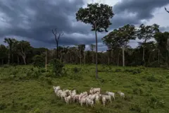 Gado pastando em uma área desmatada e gramada da Amazônia, com árvores altas ao longe