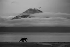 Urso caminhando. Atrás há um vulcão e um rio