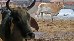 कमलापुरम आणि आसपासच्या गावातून जवळपास 80 गाय आणि बैलांचे मृत्यू झाल्याचं गावकऱ्यांचं म्हणणं आहे.