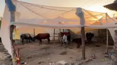 गुजरात के इस गांव में मच्छरों का आतंक