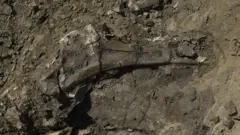Um osso do quadril de um paquirinossauro fossilizado