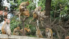 স্থানীয়রা বলছে, সীমান্তের কাঁটাতারের বেড়া পার হয়ে বাংলাদেশে ঢুকে পড়ছে বানর। (প্রতীকী ছবি।)