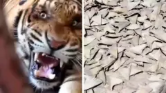 A roaring tiger and a pile of dried shark fins