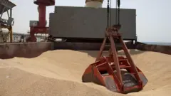 የስንዴ ምርት 