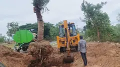 கோவை, பசுமை, மரத்தை வேரோடு பிடுங்கி மறுநடவு