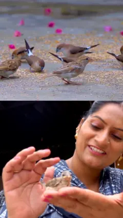 چڑیوں کی رکھوالی