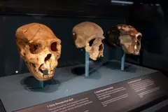 Vários crânios de neandertais exibidos no Museu de História Natural de Londres.
