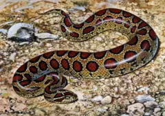 Russel Viper