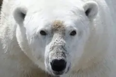 Face of a polar bear