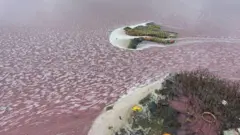 ஏரி மாசுபாடு, கழிவு நீர் கலப்பு, நீர் மாசுபாடு, தெலங்கானா