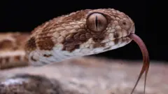 நஞ்சுள்ள, நஞ்சற்ற பாம்புகளை வகைப்படுத்தி எளிதாக அடையாளம் காண்பது எப்படி?