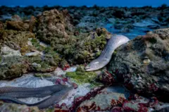 Moreias nadando entre as rochas e piscinas criadas pela maré, em busca de carniça durante a maré baixa