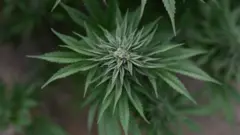 大麻草