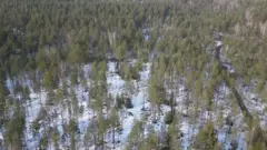 أرض ثلجية تنتشر فيها الأشجار