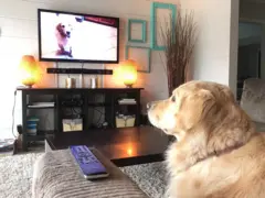 Saree TV ilaalaa jirtu