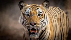 ကမ္ဘာ့ကျားကောင်ရေရဲ့ ၇၅ ရာခိုင်နှုန်း၊ ကောင်ရေ ၃၆၀၀ ကျော်ရှိတဲ့ အိန္ဒိယ 