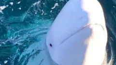 シロイルカのフヴァルディミールはノルウェー沖に住み着いていた