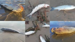 சென்னை அடையாறு மறுசீரமைப்புத் திட்டம், ரூ.744 கோடி என்ன ஆனது?