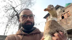 Flying duck