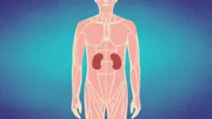 Ilustracija unutrašnjih organa ljudskog tela, posebno naglašeni bubrezi