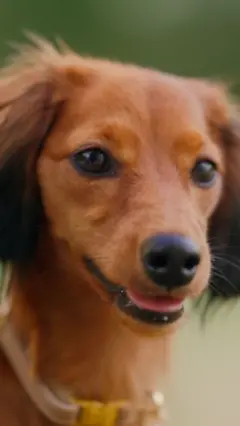 කට ඇරගෙන සිටින දුඹුරු පැහැති බල්ලෙකු සිටී.