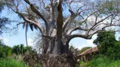Muka 'baobab' 